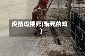 疫情鸡饿死(饿死的鸡)