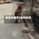 疫情鸡饿死(饿死的鸡)