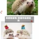 刺猬和疫情/刺猬传染新冠吗