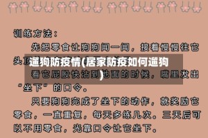 遛狗防疫情(居家防疫如何遛狗)