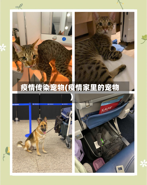 疫情传染宠物(疫情家里的宠物)-第2张图片