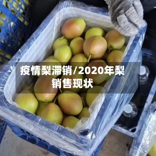 疫情梨滞销/2020年梨销售现状-第1张图片